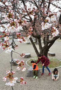 ４月４日桜の開花