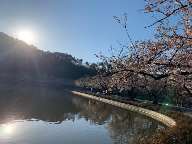 堂ノ前公園の桜~散る 果樹園うめつ